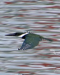 Chloroceryle amazona