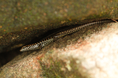 Concinnia brachysoma