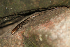 Concinnia brachysoma