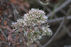 Aeonium percarneum image