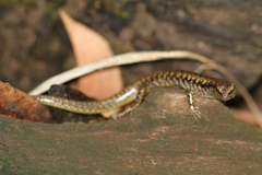 Concinnia brachysoma