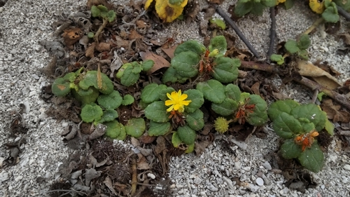 Triumfetta repens iNat (3)