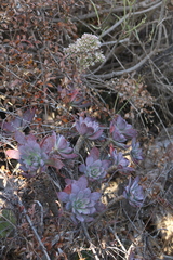 Aeonium percarneum image