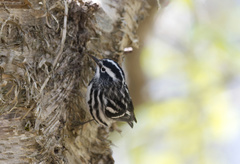 Mniotilta varia image