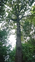 Chiranthodendron pentadactylon