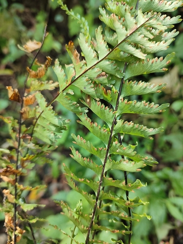Hymenasplenium cheilosorum