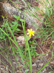 Tricoryne anceps