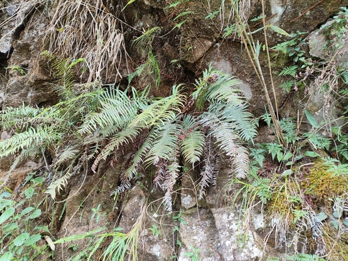 Brainea insignis