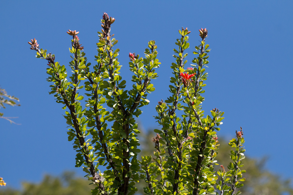 Fouquieria formosa