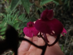 Comparettia falcata