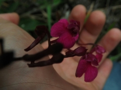 Comparettia falcata