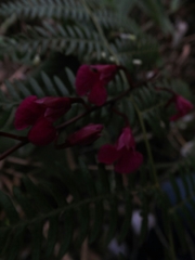 Comparettia falcata