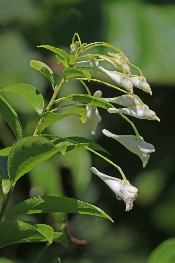Calyptrion arboreum