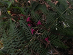 Comparettia falcata