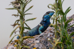 Sceloporus aureolus