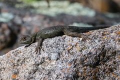 Sceloporus formosus