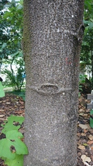 Chiranthodendron pentadactylon