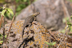 Sceloporus formosus