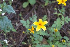 Bidens bicolor