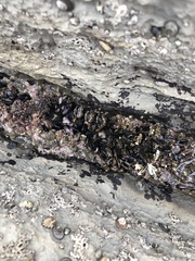 Mytilus californianus