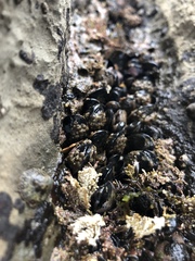 Mytilus californianus
