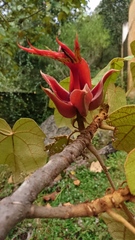 Chiranthodendron pentadactylon
