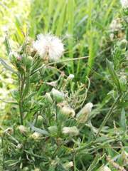 Erigeron sumatrensis