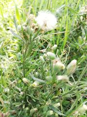 Erigeron sumatrensis