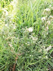 Erigeron sumatrensis