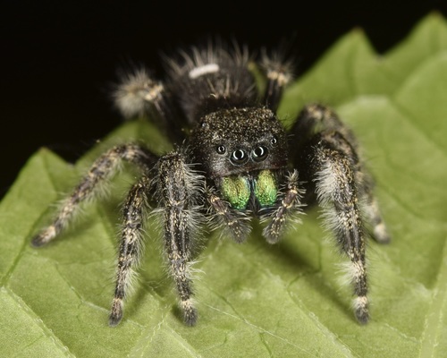 Bold Jumping Spider photographed in Georgia