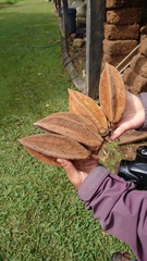 Chiranthodendron pentadactylon