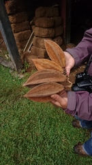 Chiranthodendron pentadactylon