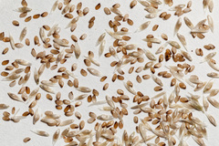 Sporobolus contractus