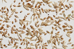 Sporobolus contractus