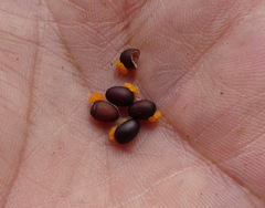Chiranthodendron pentadactylon