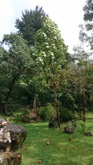 Chiranthodendron pentadactylon