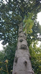 Chiranthodendron pentadactylon