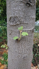 Chiranthodendron pentadactylon