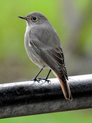 Phoenicurus ochruros