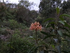 Epidendrum