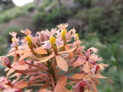 Epidendrum