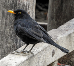 Turdus merula