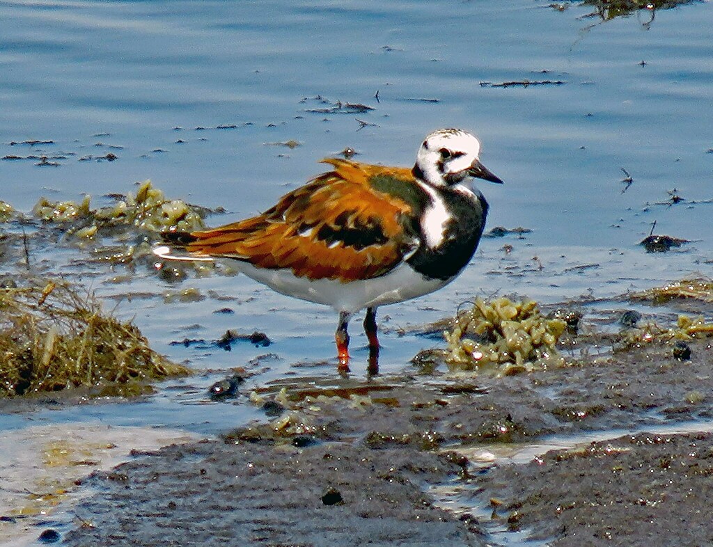Ruddy Turnstone from Sussex County, DE, USA on May 18, 2023 at 0215 PM by Lorenzen