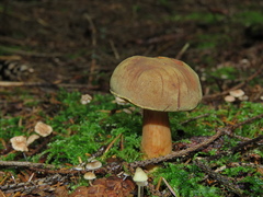 Xerocomus ferrugineus