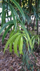 Podocarpus matudae