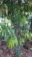 Podocarpus matudae