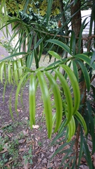 Podocarpus matudae
