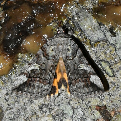 Similar Underwing photo 4