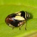 Dogwood Spittlebug - Photo (c) Jason M Crockwell, some rights reserved (CC BY-NC-ND), uploaded by Jason M Crockwell