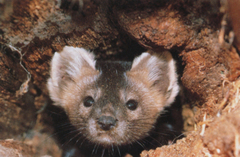 Sable photo 2